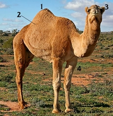 Develerin Özellikleri Develerin Özellikleri