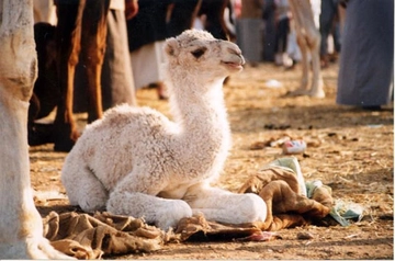 Deve Yavrusuna Ne Denir Deve Yavrusuna Ne Denir